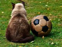 FB体育-利物浦力克巴黎圣日耳曼，C罗补时绝平欧冠：一场不可思议的对决