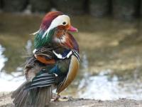 FB体育官网-法国羽毛球队险胜印尼羽毛球队，桃田贤斗爆发神勇